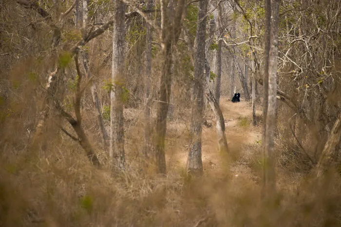 Bear In The Woods