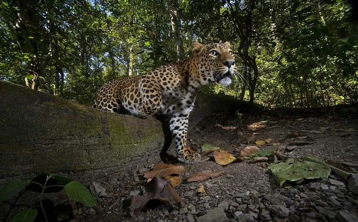 Catwalk
