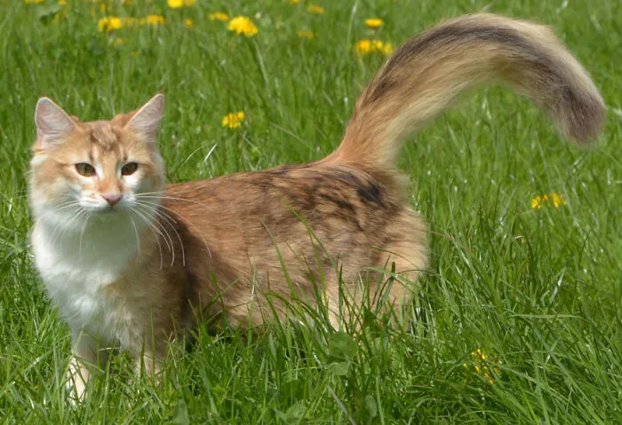 Bp Won't Lemme Show You My Cat. Her Name Is Cassie And She Is Four. She Is A Good Girl.