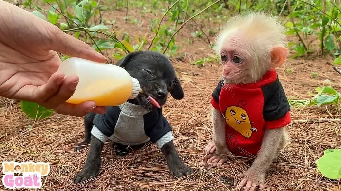 Rescued Indonesian Monkey Makes Friends Everywhere She Goes, And The Internet Loves It (35 Pics)
