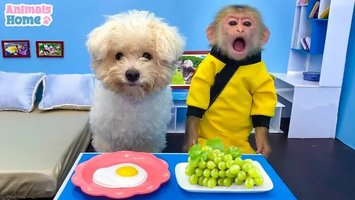 Rescued Indonesian Monkey Makes Friends Everywhere She Goes, And The Internet Loves It (35 Pics)