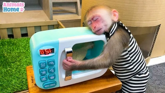 Rescued Indonesian Monkey Makes Friends Everywhere She Goes, And The Internet Loves It (35 Pics)
