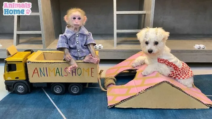 Rescued Indonesian Monkey Makes Friends Everywhere She Goes, And The Internet Loves It (35 Pics)