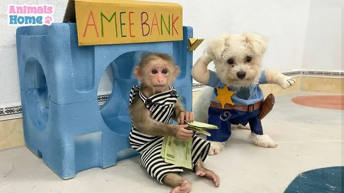 Rescued Indonesian Monkey Makes Friends Everywhere She Goes, And The Internet Loves It (35 Pics)