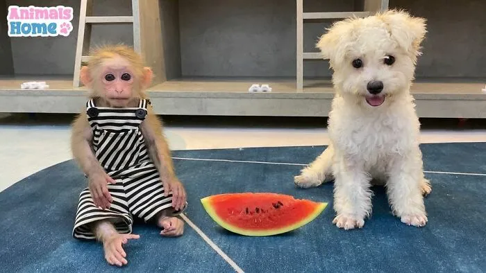 Rescued Indonesian Monkey Makes Friends Everywhere She Goes, And The Internet Loves It (35 Pics)