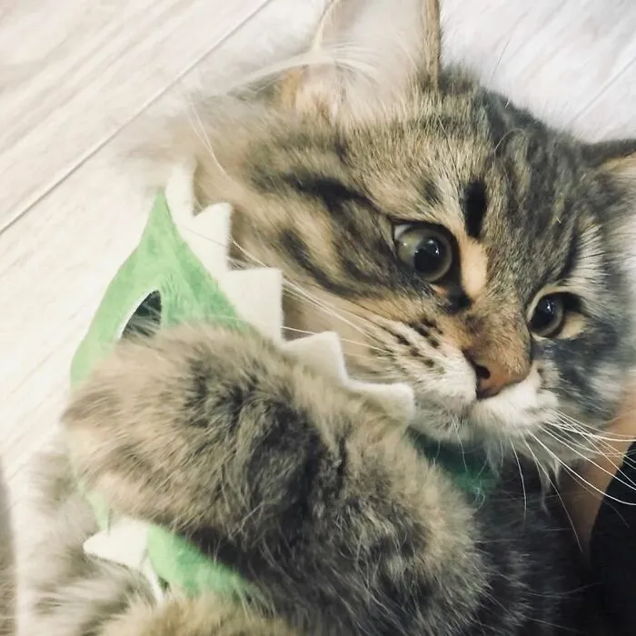34 Pics Of A Cat That Has More Facial Expressions Than Most Humans