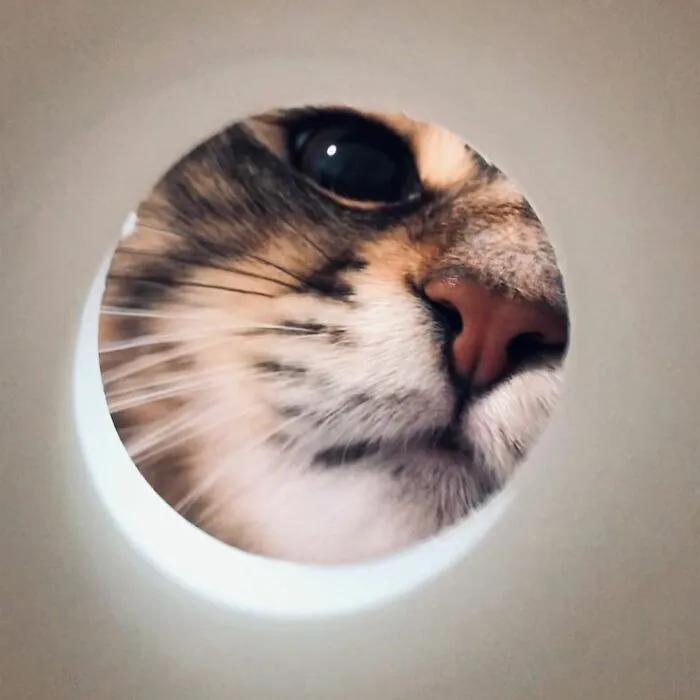 34 Pics Of A Cat That Has More Facial Expressions Than Most Humans