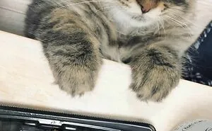 34 Pics Of A Cat That Has More Facial Expressions Than Most Humans