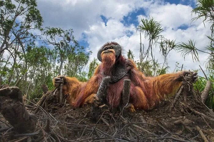 Wildlife, Honorable Mention: Thomas Vijayan, Canada