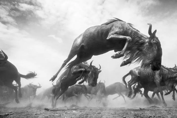 Wildlife, Honorable Mention: Anup Shah, United Kingdom