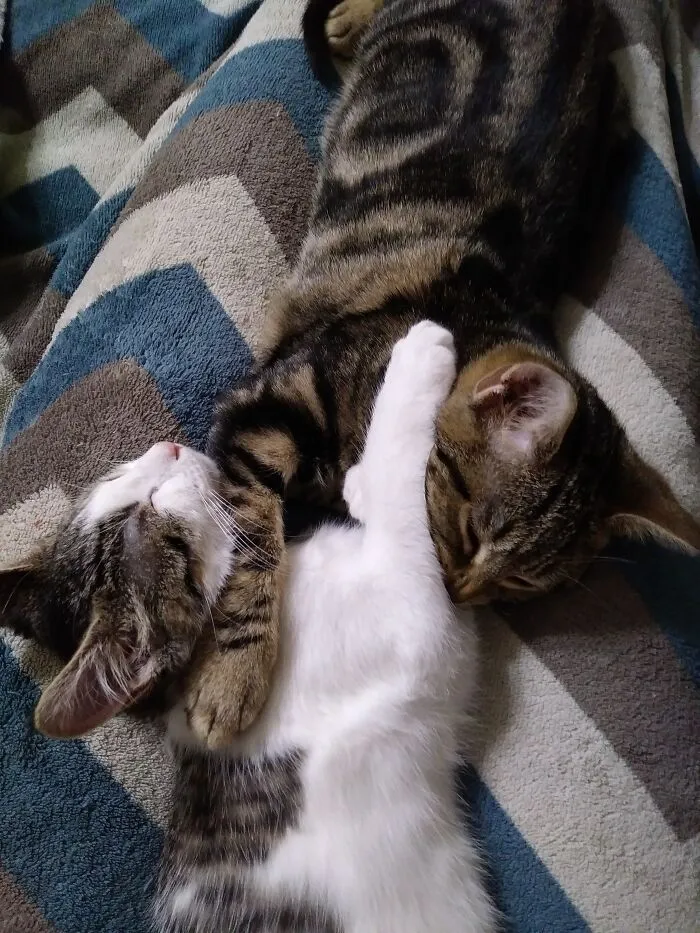Kitty Love