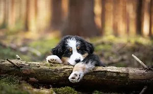 40 Action Photos Of Dogs That I Took Because I Think Dogs Are Adorable
