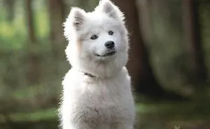 40 Action Photos Of Dogs That I Took Because I Think Dogs Are Adorable