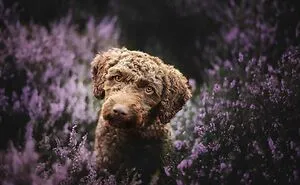 40 Action Photos Of Dogs That I Took Because I Think Dogs Are Adorable