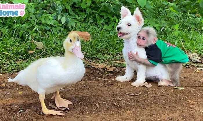 Rescued Indonesian Monkey Makes Friends Everywhere She Goes, And The Internet Loves It (35 Pics)