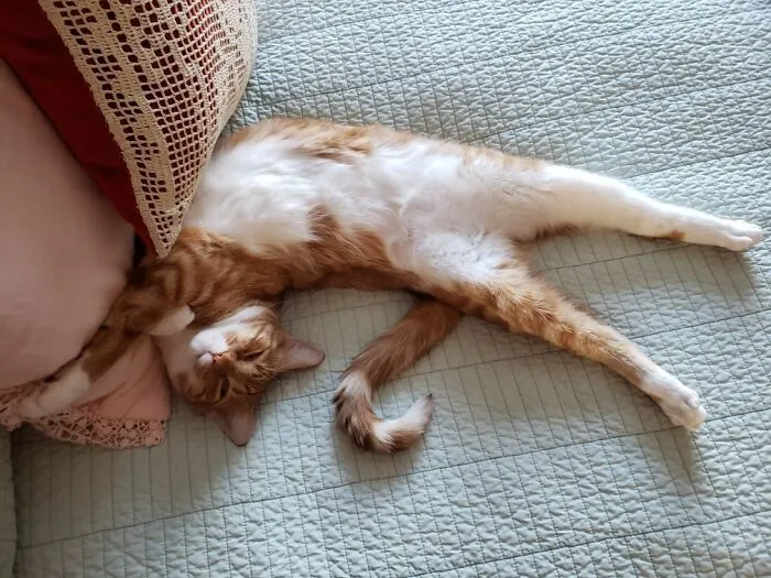 Oscar Enjoying His Nap