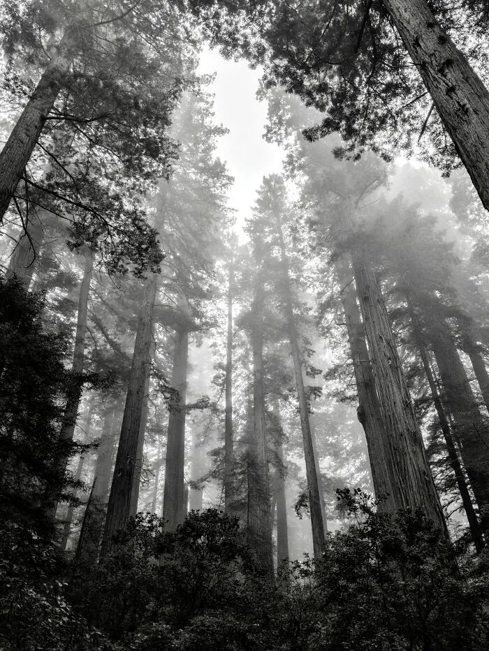Redwoods National Park