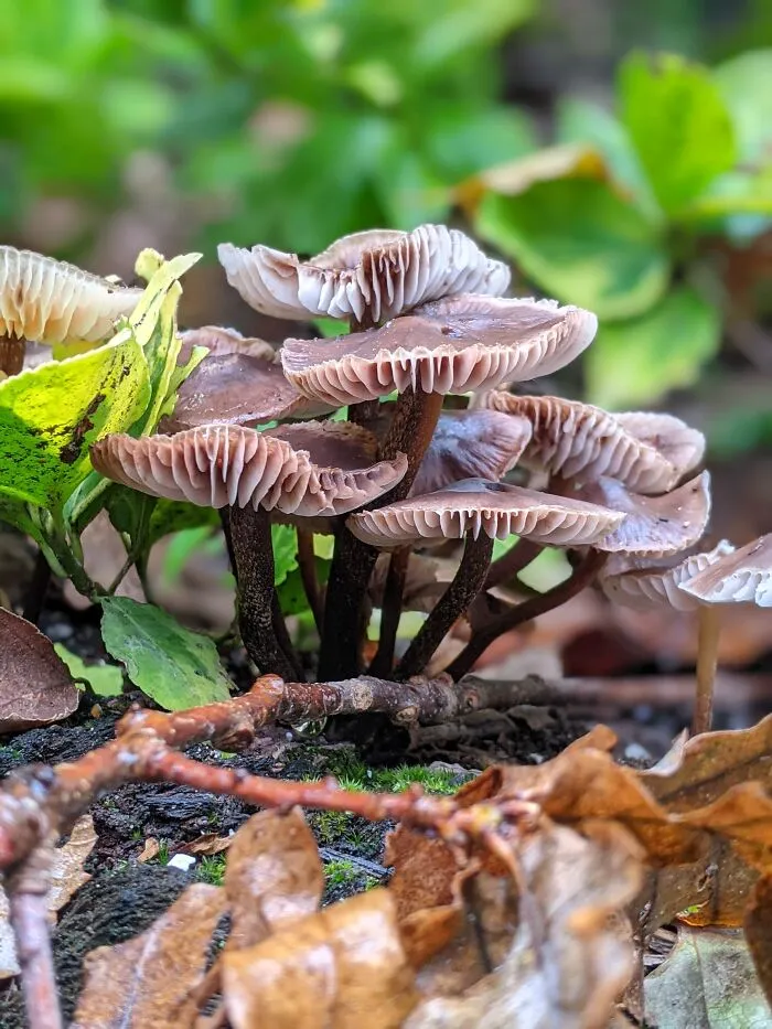Fungi Love