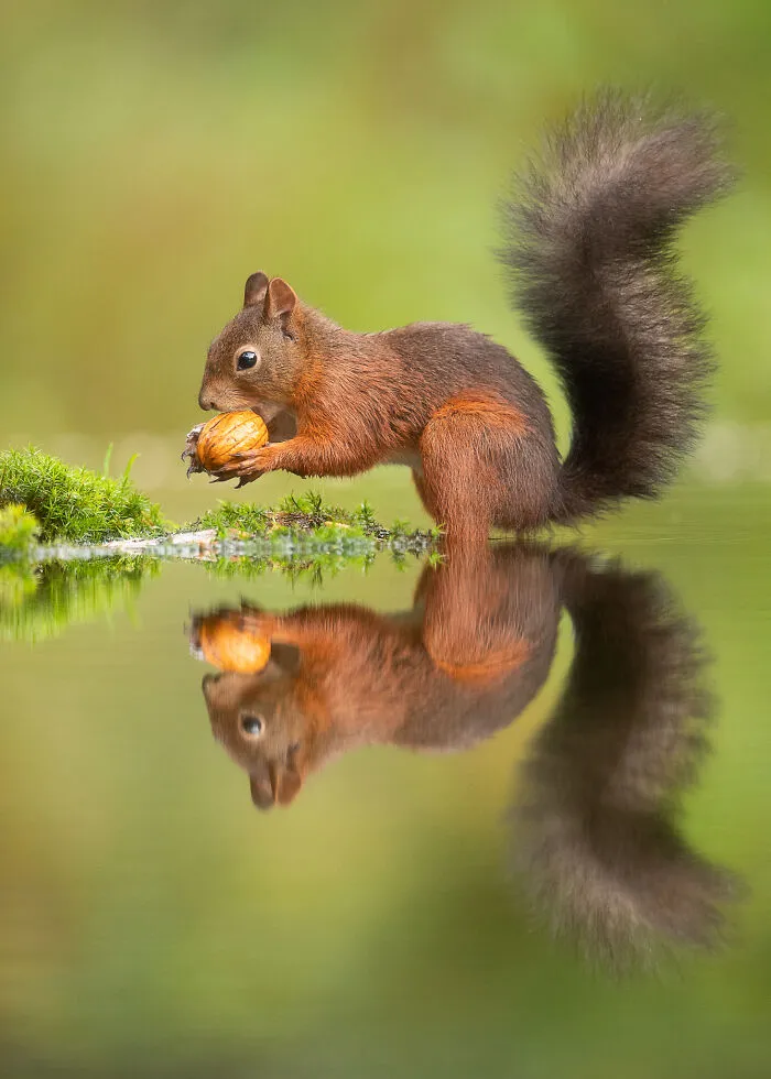 I Capture Beautiful Moments In Wildlife, Here Are My 30 Recent Photos
