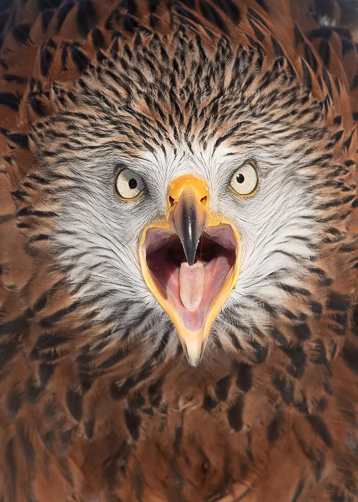 I Capture Beautiful Moments In Wildlife, Here Are My 30 Recent Photos