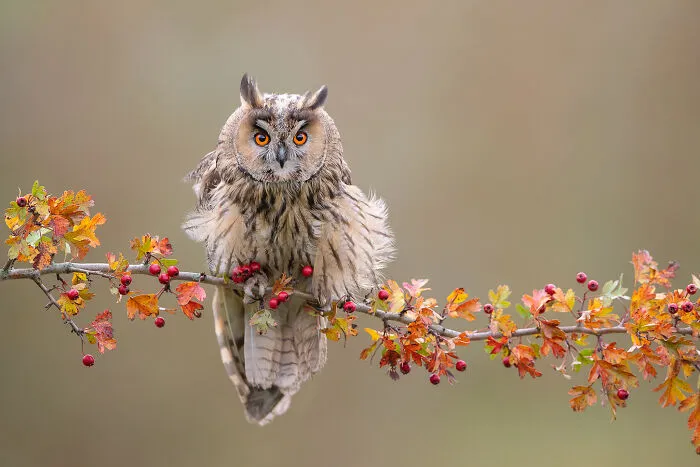 I Capture Beautiful Moments In Wildlife, Here Are My 30 Recent Photos