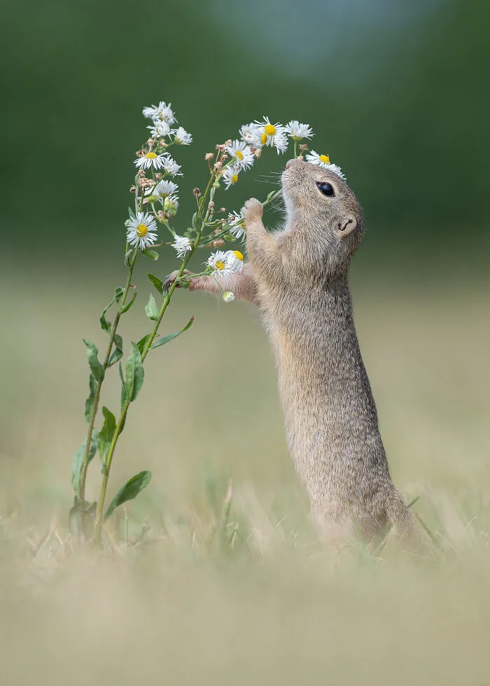 I Capture Beautiful Moments In Wildlife, Here Are My 30 Recent Photos