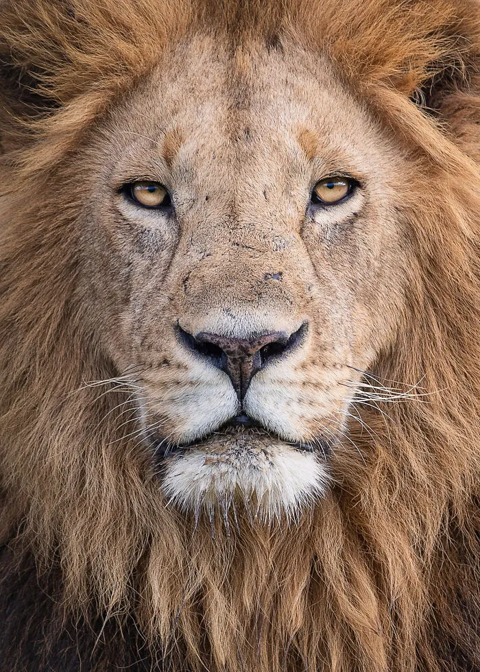 I Capture Beautiful Moments In Wildlife, Here Are My 30 Recent Photos