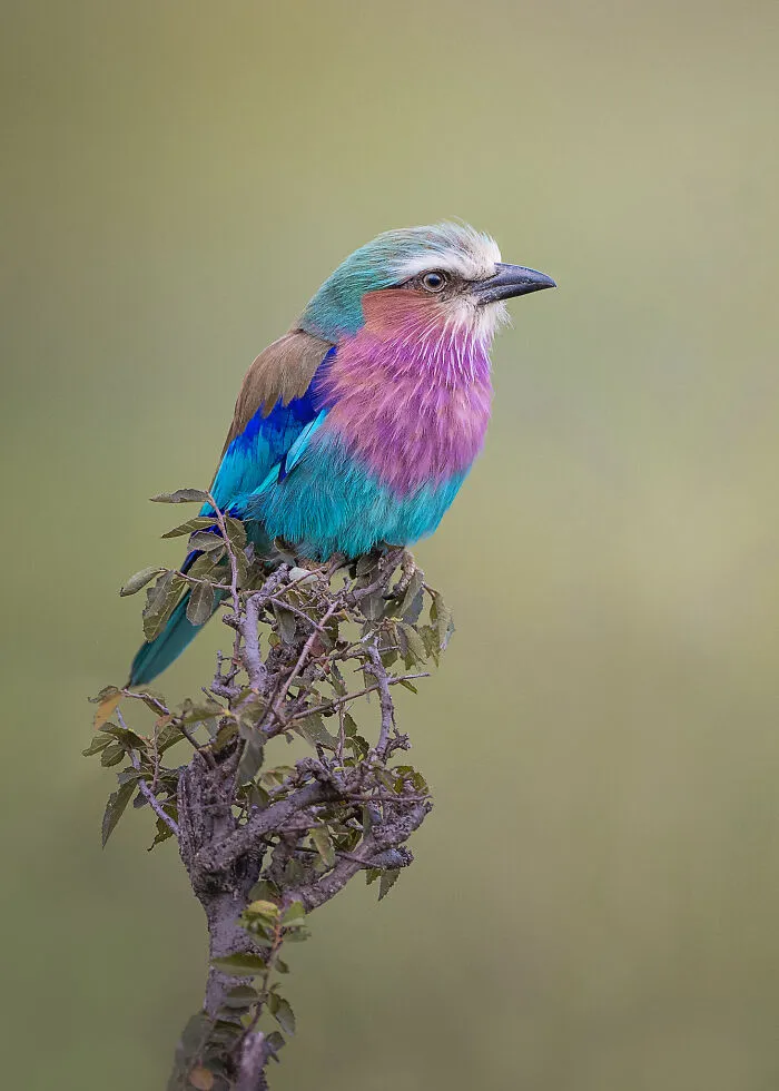 I Capture Beautiful Moments In Wildlife, Here Are My 30 Recent Photos