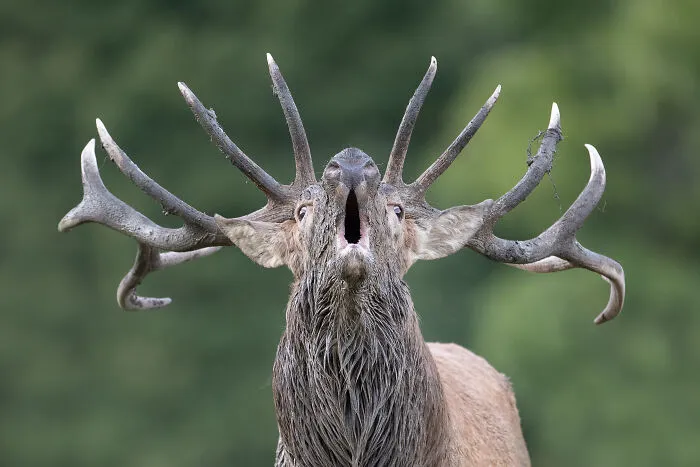 I Capture Beautiful Moments In Wildlife, Here Are My 30 Recent Photos