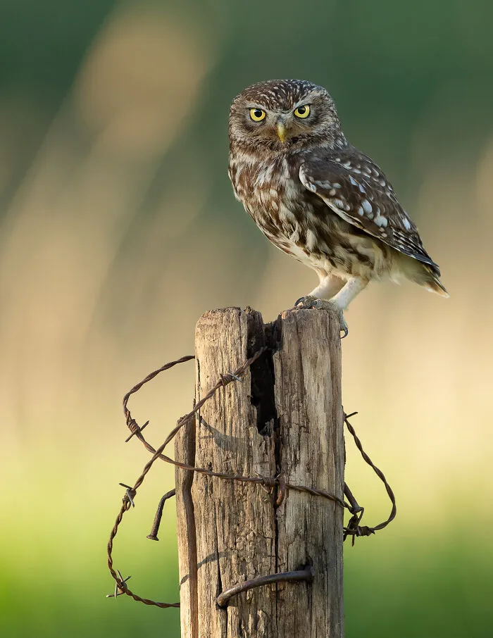 I Capture Beautiful Moments In Wildlife, Here Are My 30 Recent Photos