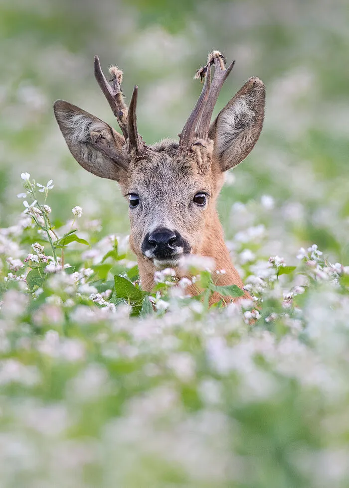 I Capture Beautiful Moments In Wildlife, Here Are My 30 Recent Photos