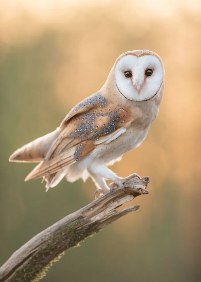 I Capture Beautiful Moments In Wildlife, Here Are My 30 Recent Photos
