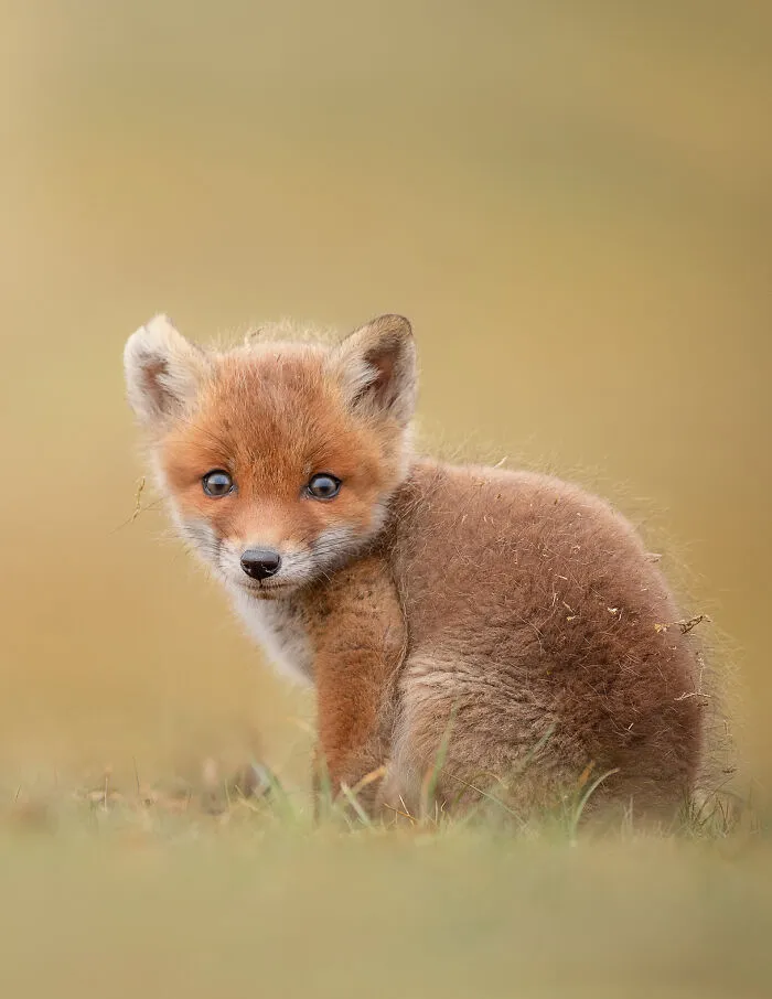 I Capture Beautiful Moments In Wildlife, Here Are My 30 Recent Photos