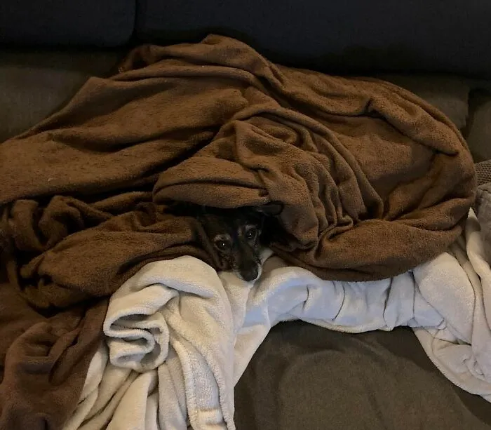 Rocky Playing Hide And Seek