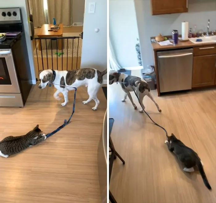 Our Puppy Found A Way To Play With The Kitten