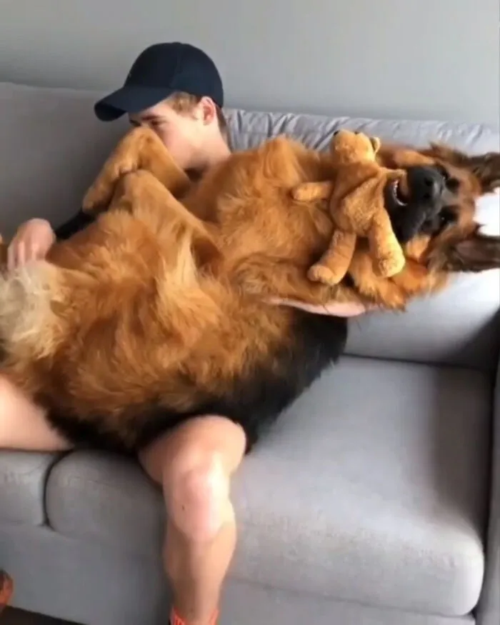 He Thinks He's Still Small Enough To Be A Lap Dog