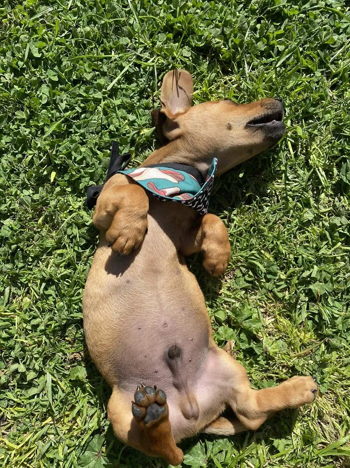 Puppy, Playing And Sunshine, I Tired Now Lol