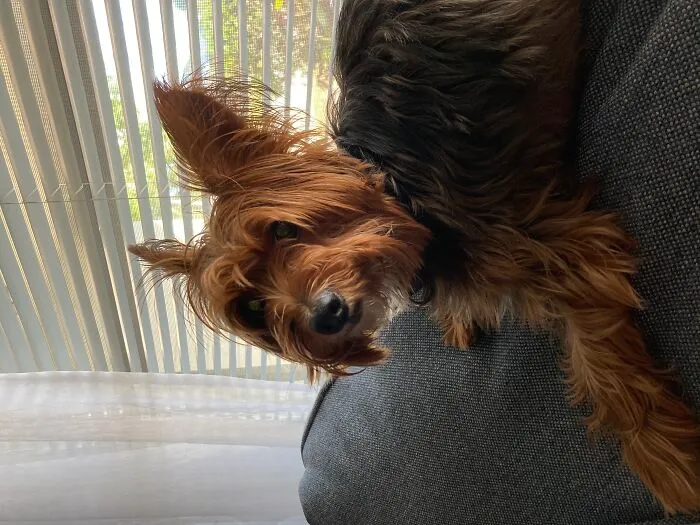 My Doggy Winston