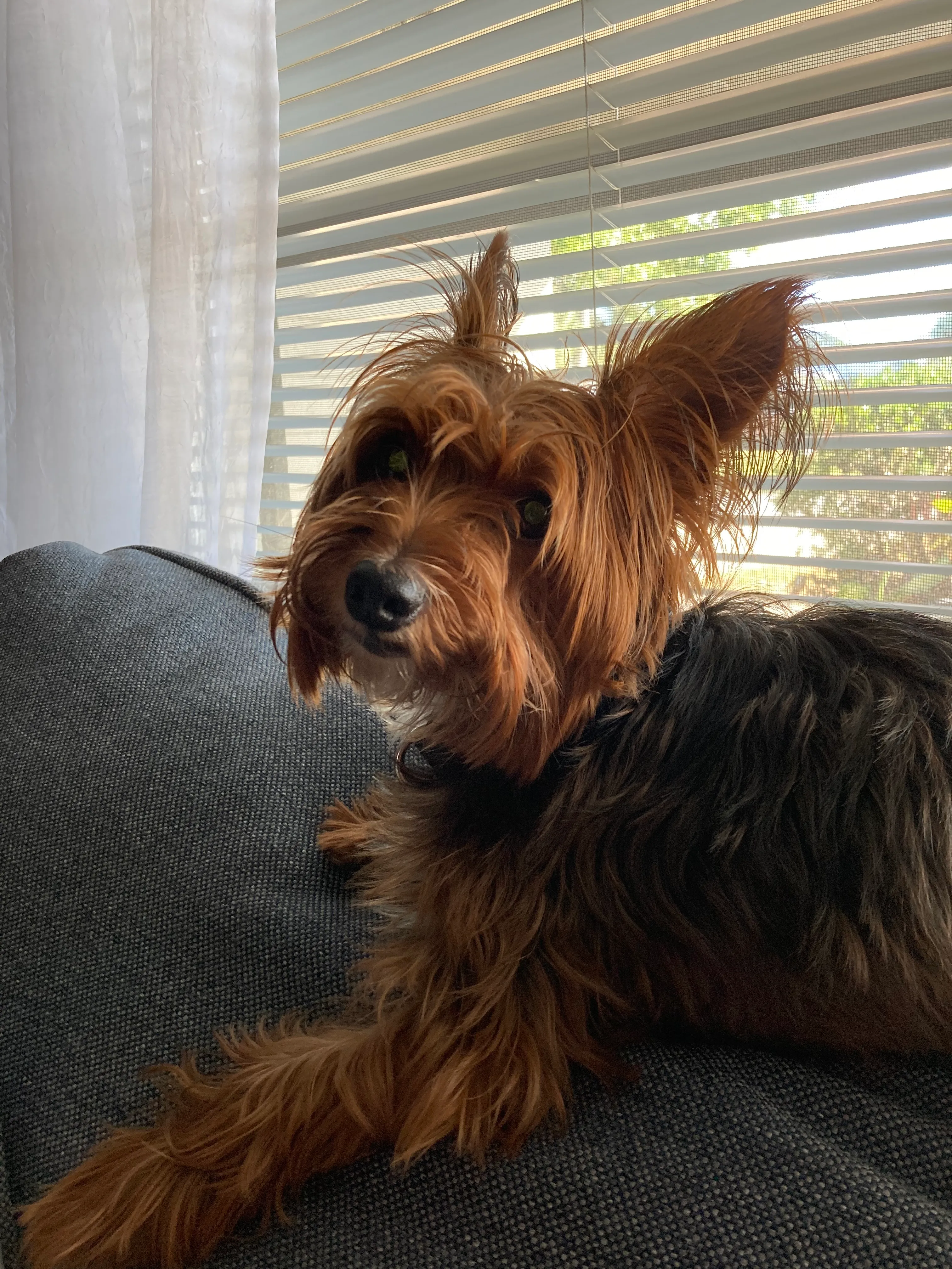 What Is Your Best Picture Of Your Pet