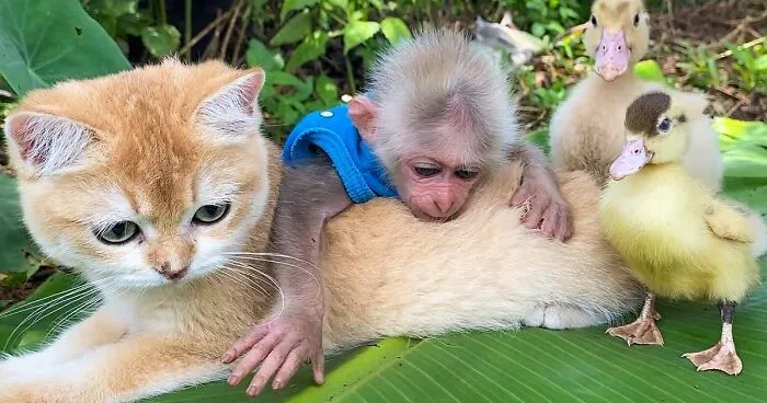Rescued Indonesian Monkey Makes Friends Everywhere She Goes, And The Internet Loves It (35 Pics)