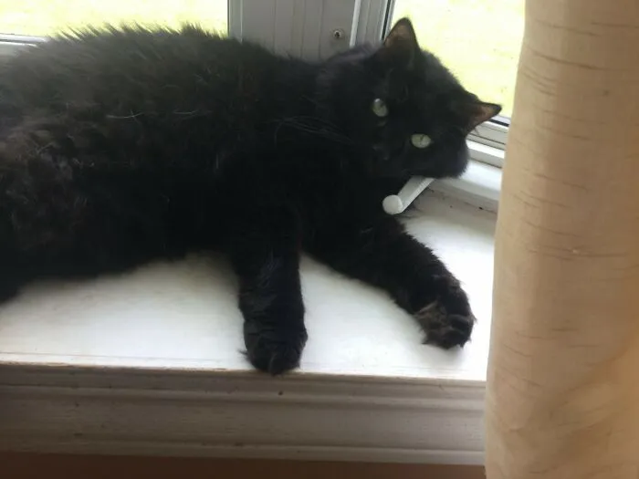 Sleepy Floof