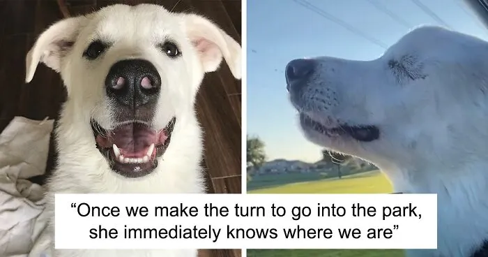 The Moment When A Blind Dog Realized She Was Going To The Dog Park Won People's Hearts On The Internet