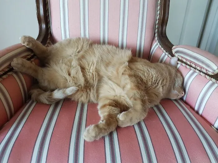 Hubert, The Master Of Chairs!