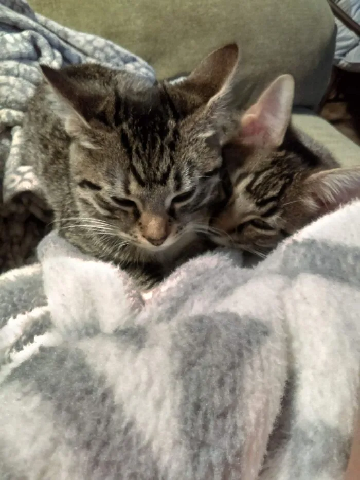 My Twin Tuxedo Tabbys A Year Ago