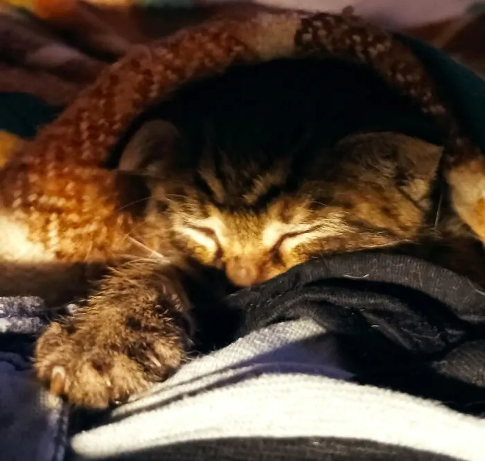 My Kitten Emil.