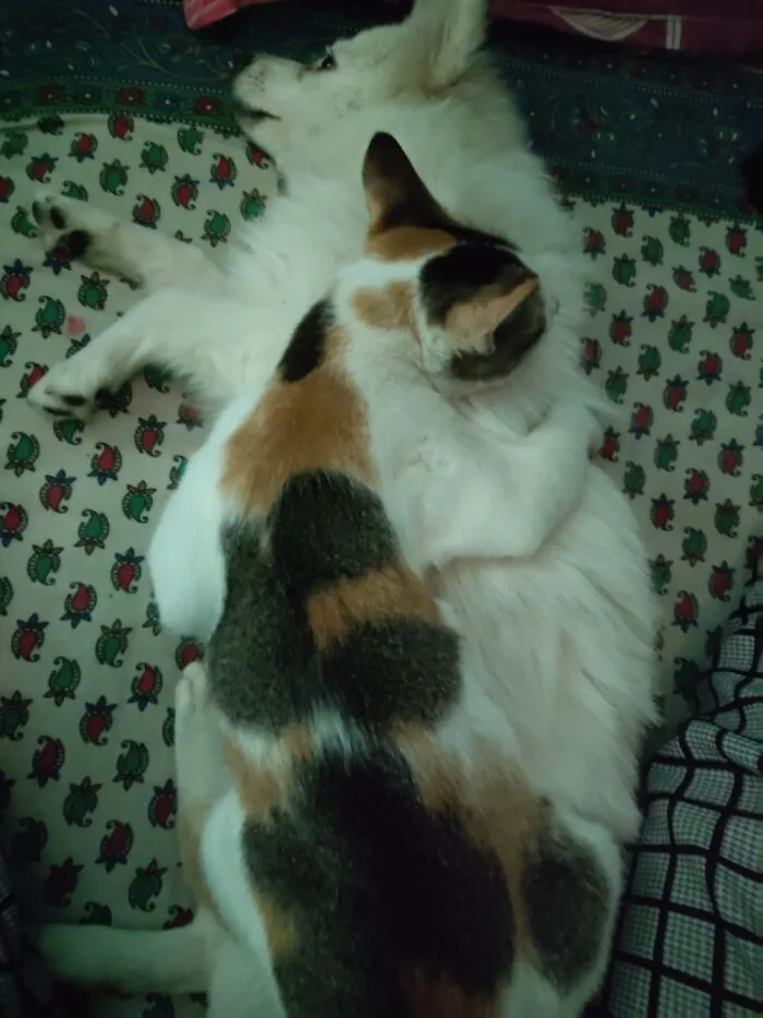 Nap Mao Nap..