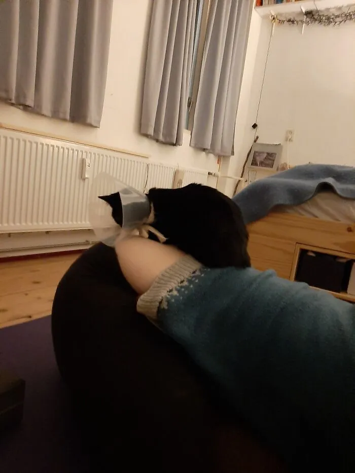 My Cat Looking Down Into My Asscrack Cuz She's Neutered And Tired