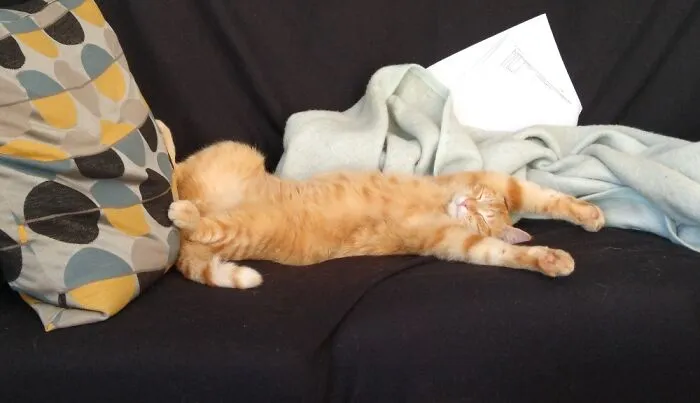 My Foster Cat