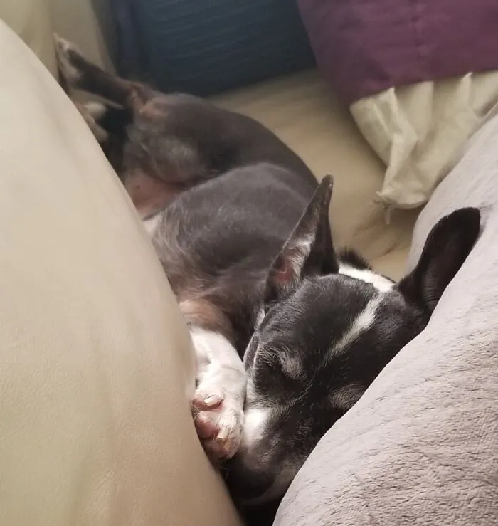 Bella Snoozing