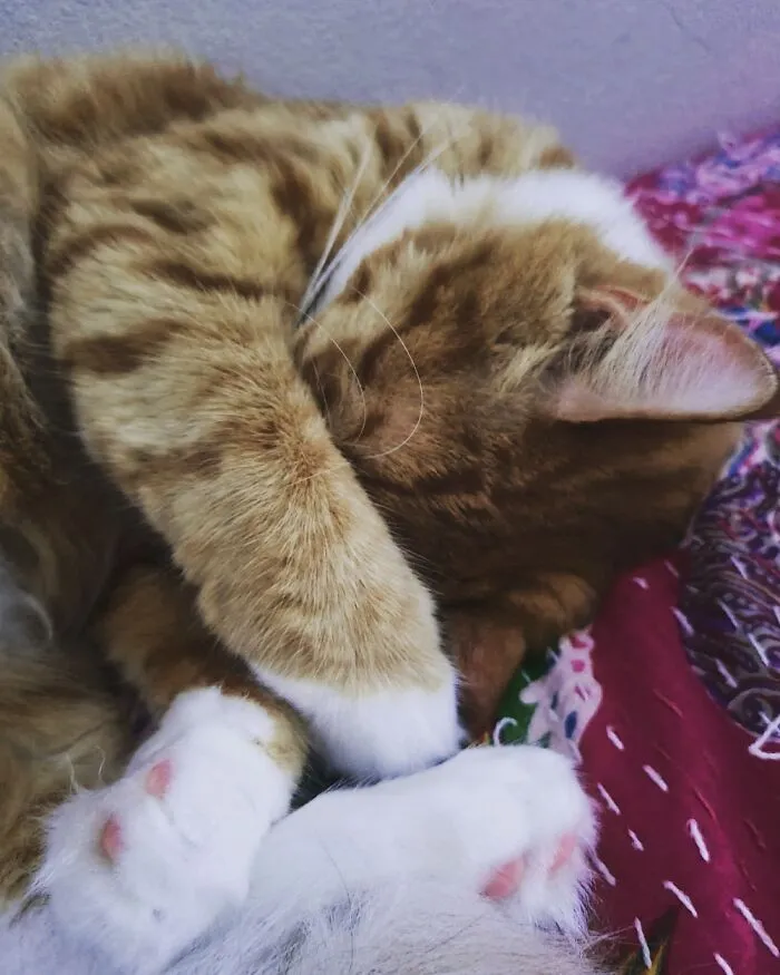 Archie Aka Turd